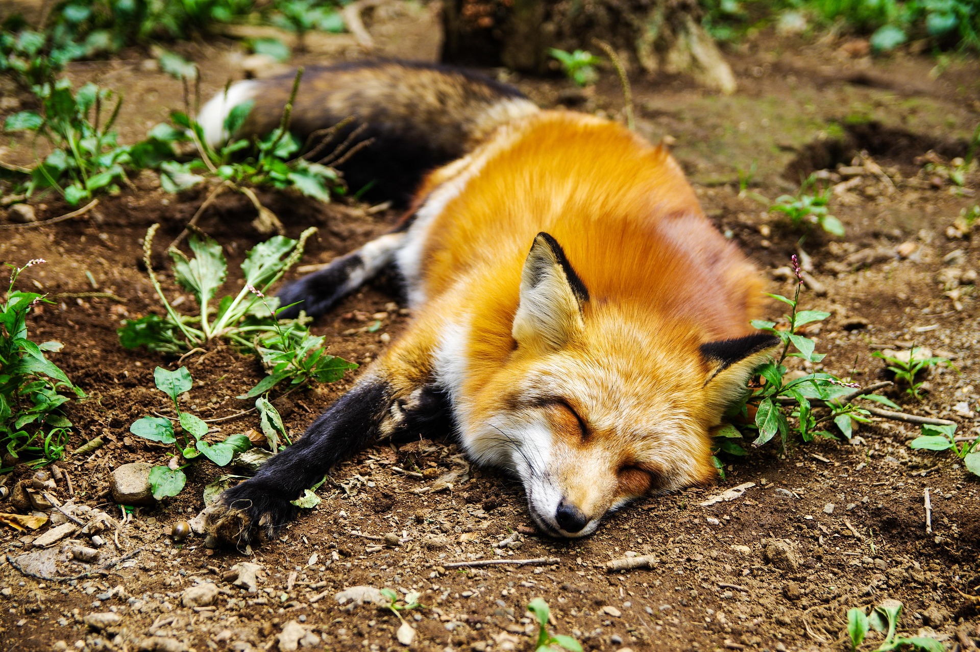 A fox sleeping in a forest area. ATTRIBUTION: Image by Shingo_No from Pixabay